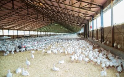 Poultry farm fogging systems