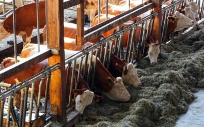 Barn Misting Cooling System