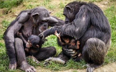 Sistema de niebla de enfriamiento del zoológico